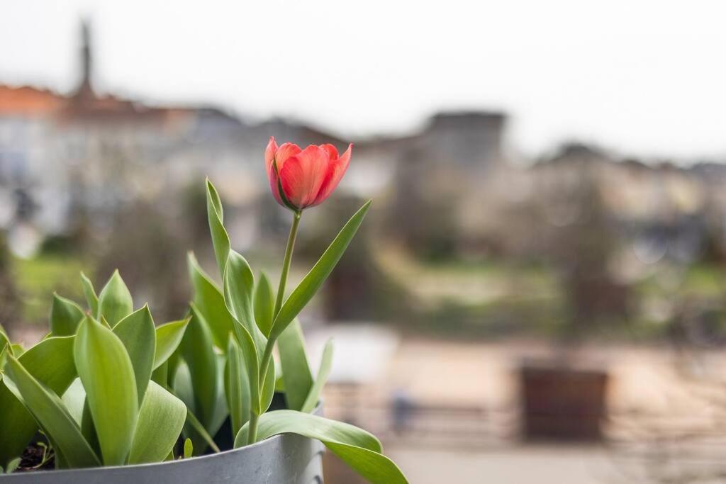 Le Bien-etre Au Coeur De La Confort & Vue Apartment Périgueux